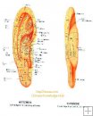 The Practical Chart of Ear Acupuncture Points, Chinese & English